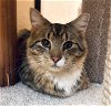 adoptable Cat in tampa, FL named Chewbacca (8557)