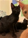 adoptable Cat in tampa, FL named Kell (8392)