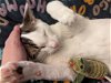 adoptable Cat in tampa, FL named Miso (0281)