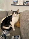 adoptable Cat in tampa, FL named Sammy (8404)