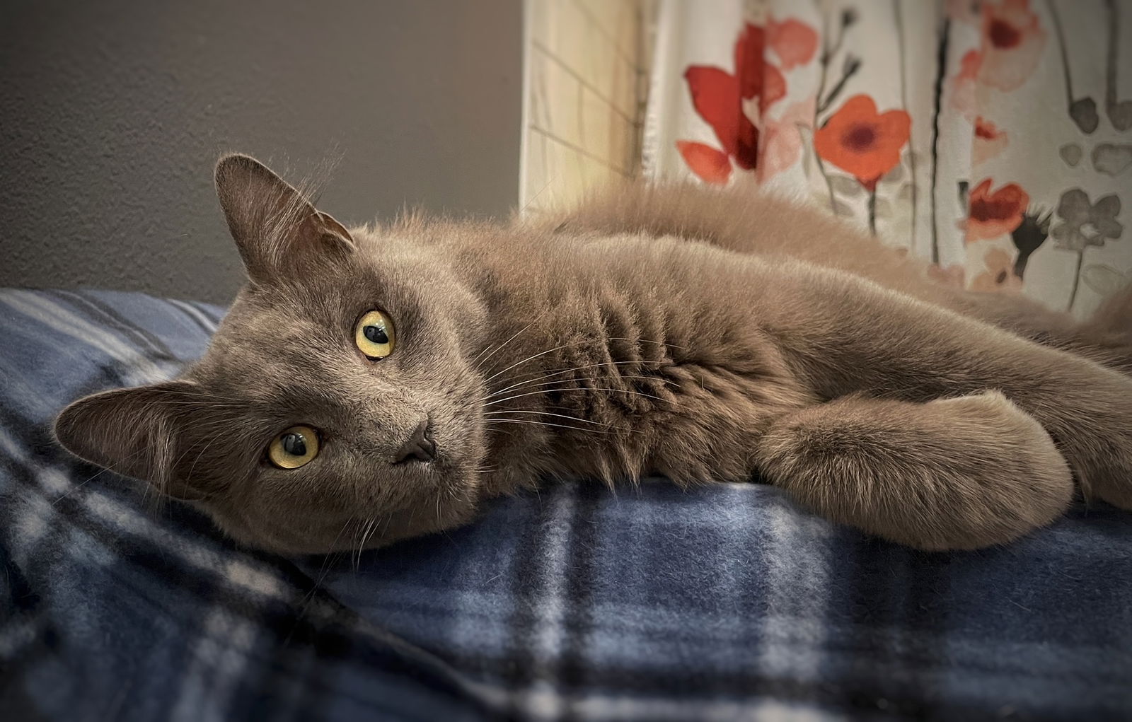 Cats for Adoption in Bradenton, Florida Alpha Paw