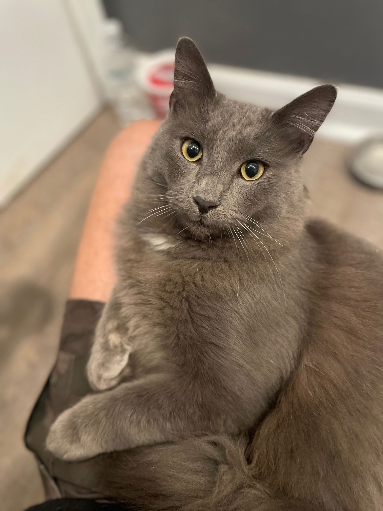 Cats for Adoption in Bradenton, Florida Alpha Paw