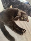 adoptable Cat in tampa, fl, FL named Benji (new)
