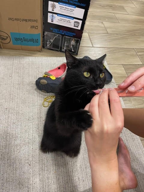 adoptable Cat in Tampa, FL named Benji (new)