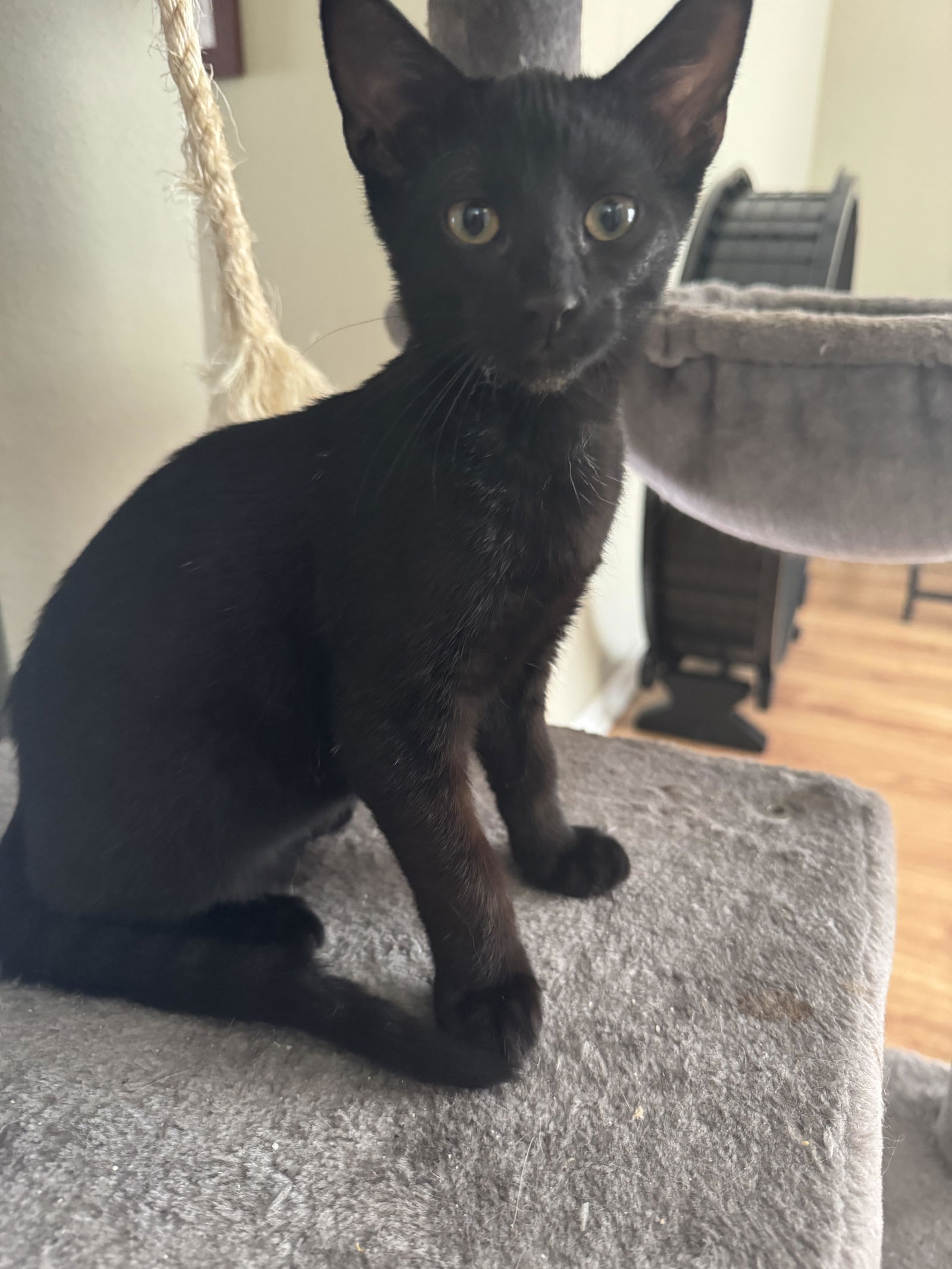 adoptable Cat in Tampa, FL named Espresso (8463)