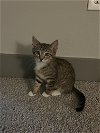 adoptable Cat in  named Lola (3091)