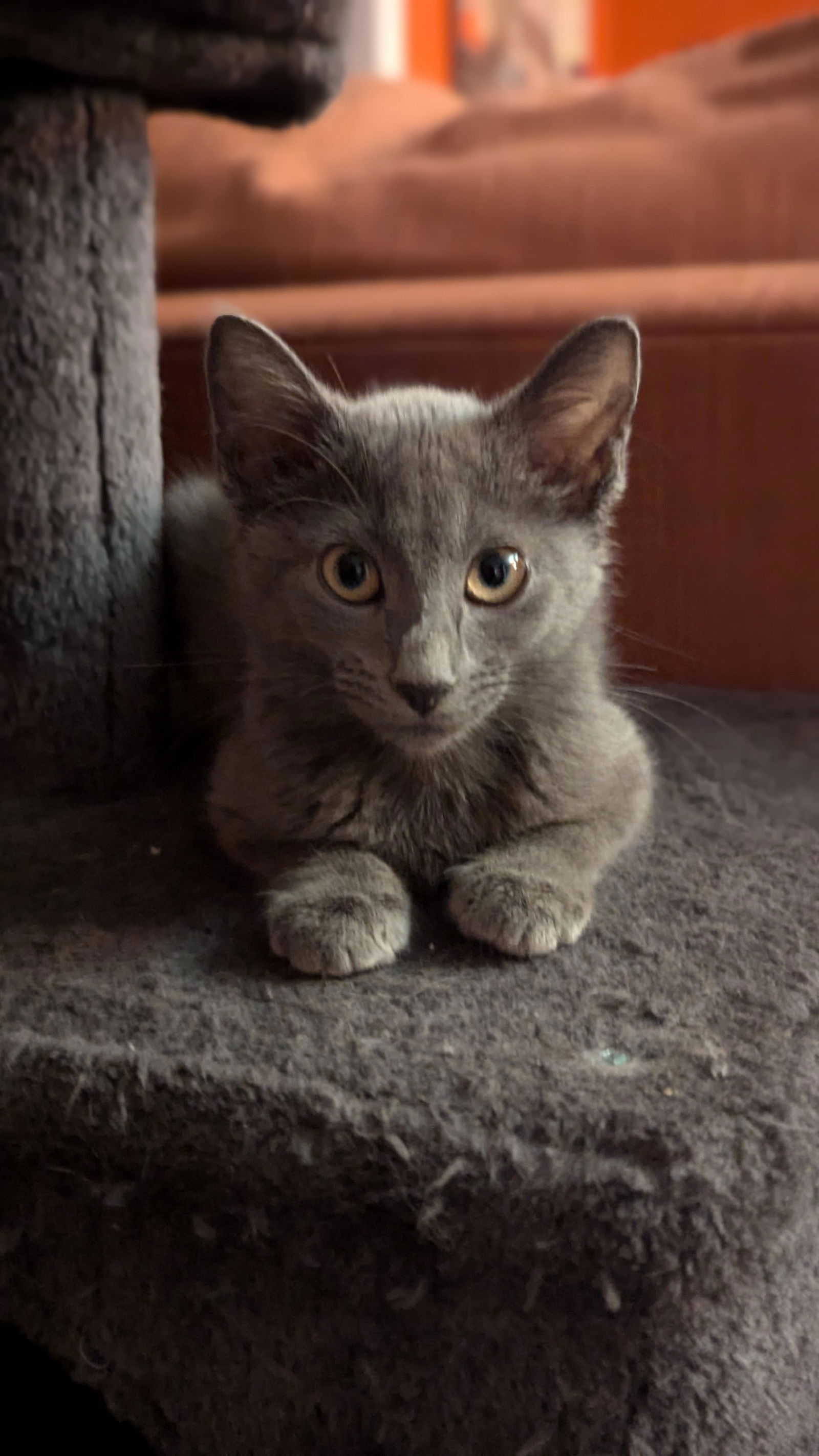 adoptable Cat in Tampa, FL named Ginger (0233)