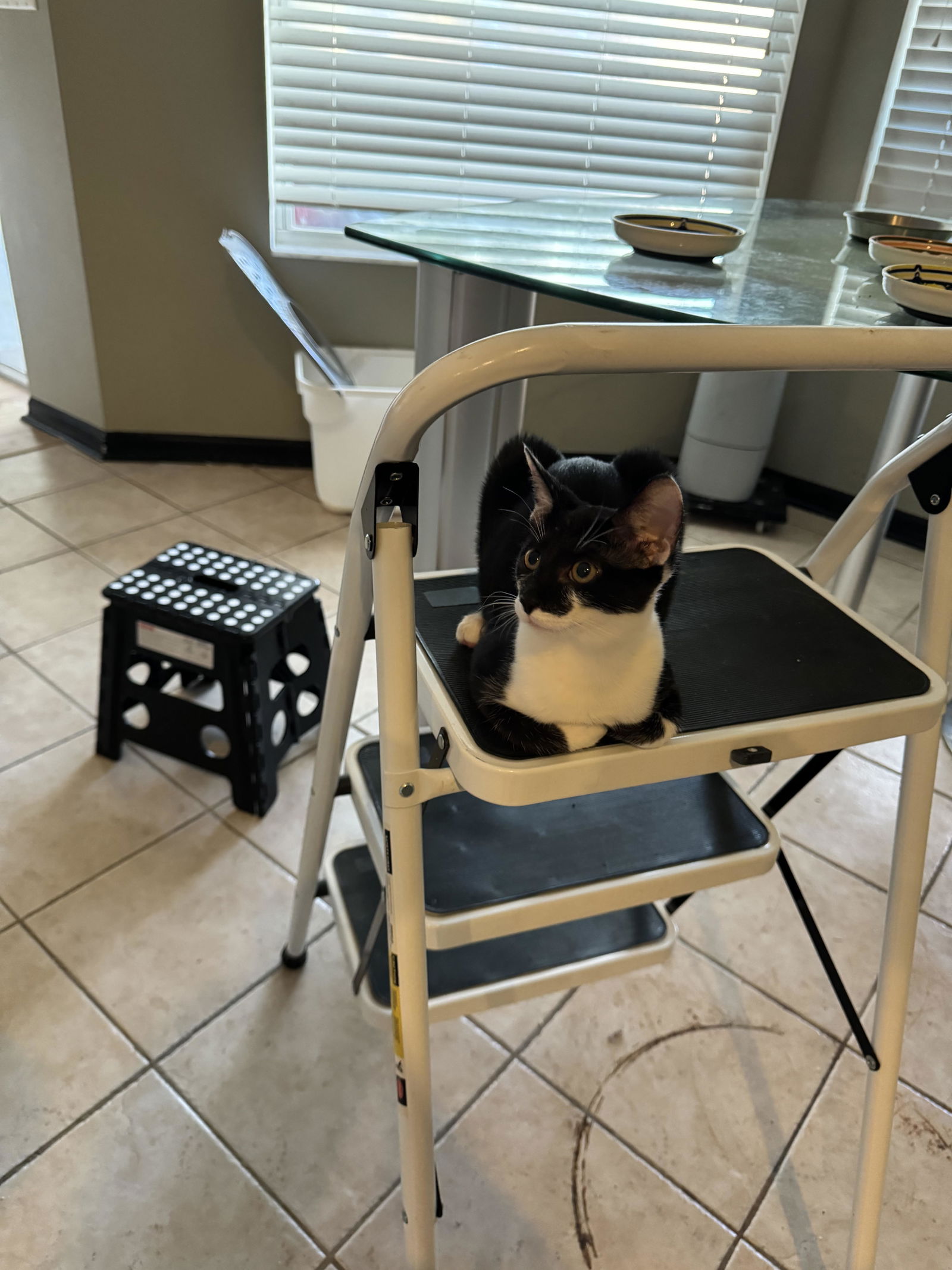 adoptable Cat in Tampa, FL named Bonbon (1148)