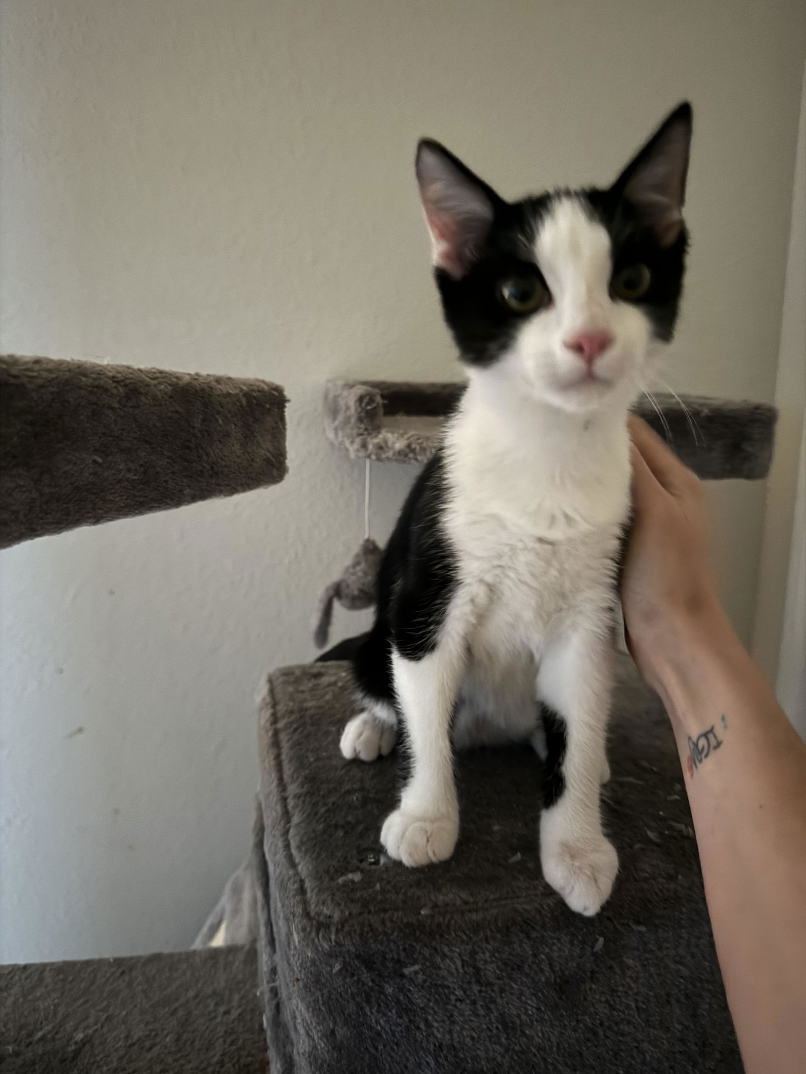 adoptable Cat in Tampa, FL named Souffle (9775)