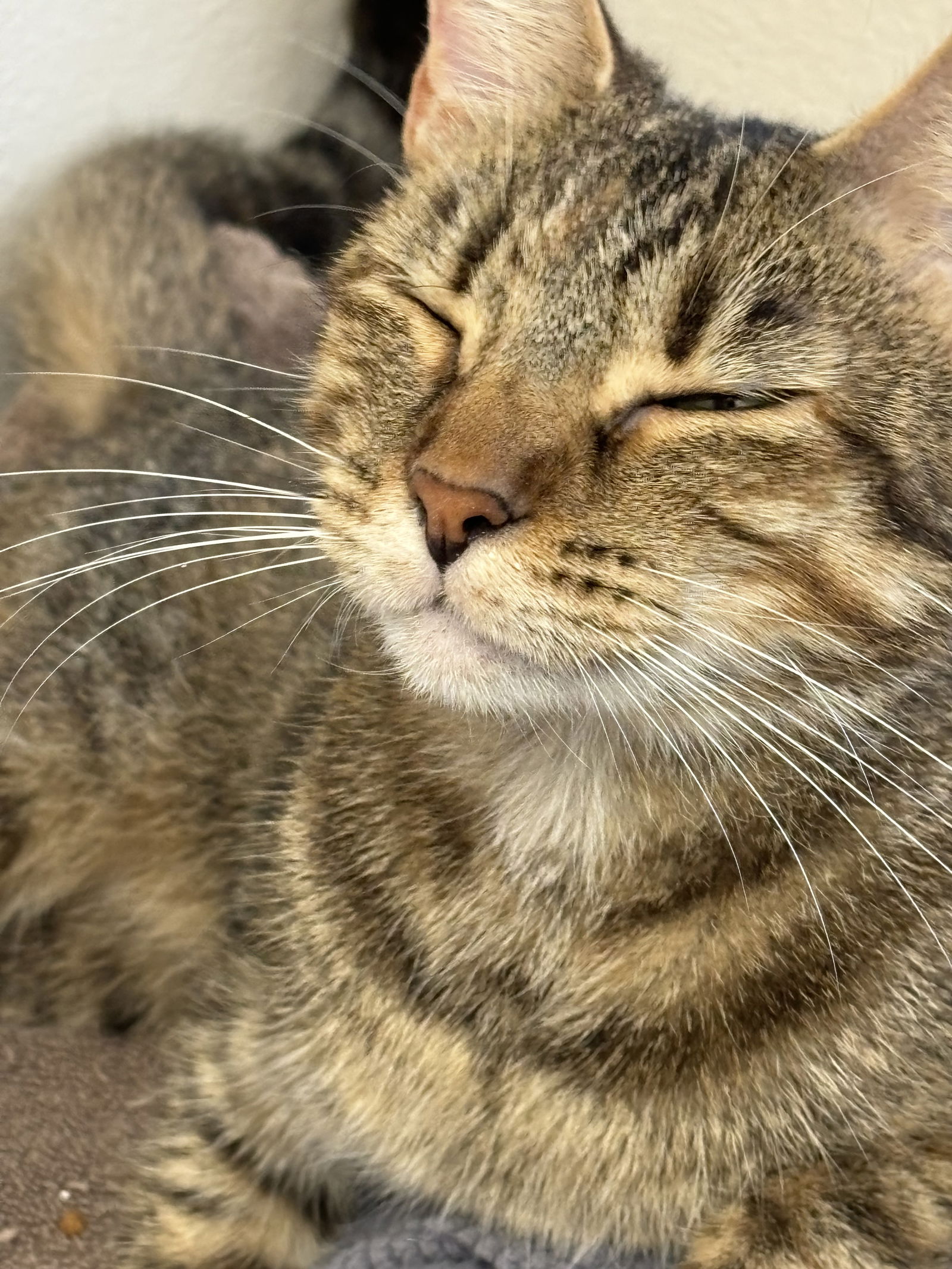 adoptable Cat in Tampa, FL named Gingersnap