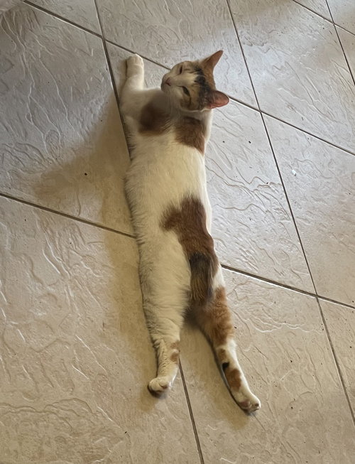 SALSA (9108) - Calico available for adoption