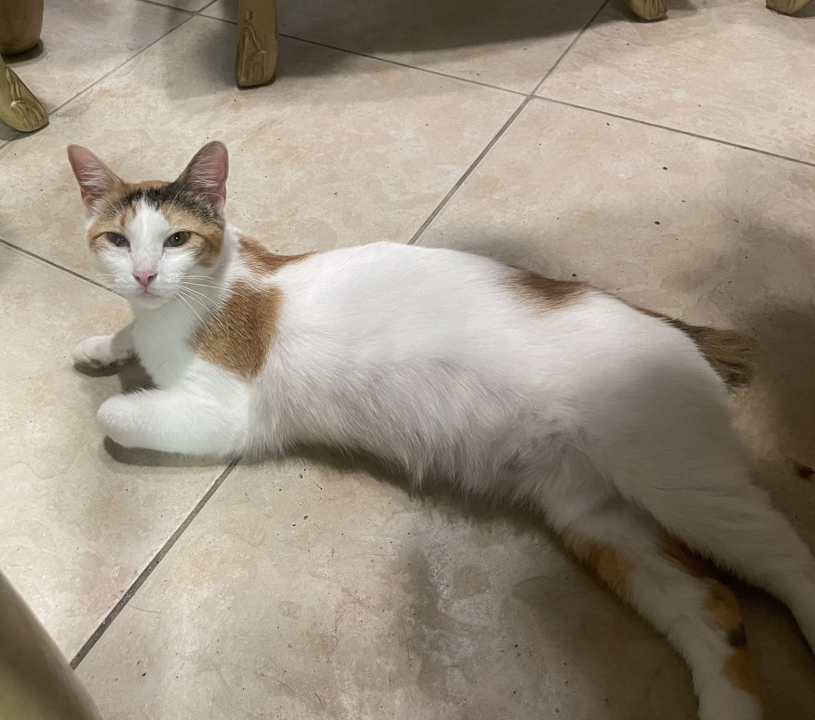 adoptable Cat in Tampa, FL named Salsa (9108)