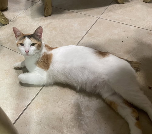 picture of the cat needing adoption