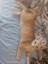 adoptable Cat in tampa, FL named Crimson (new)