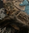 adoptable Cat in  named Dorothy (2855)