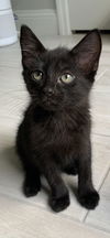 adoptable Cat in tampa, FL named Shenille (9702)