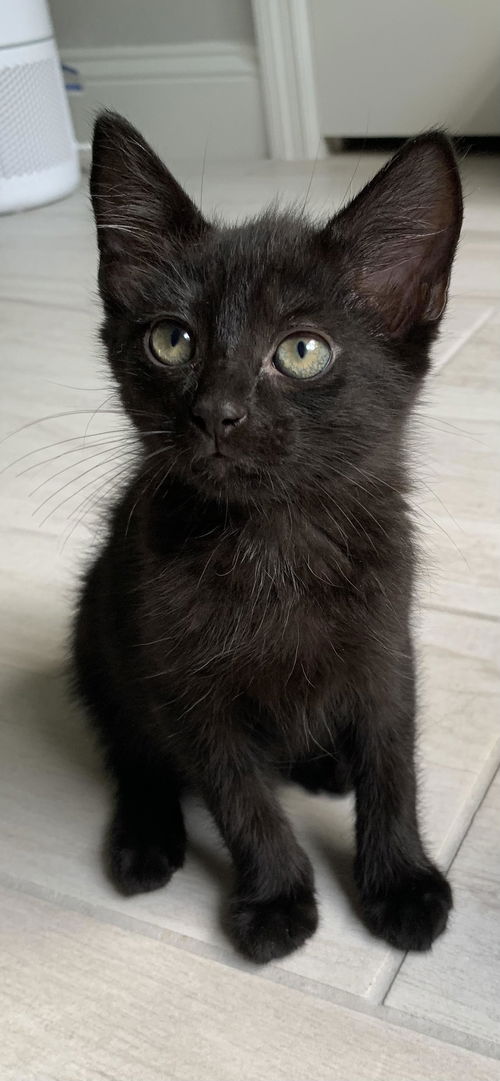 picture of the cat needing adoption