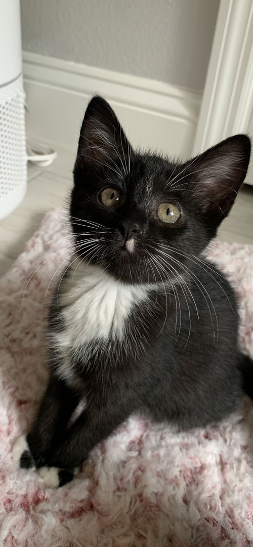 picture of the cat needing adoption