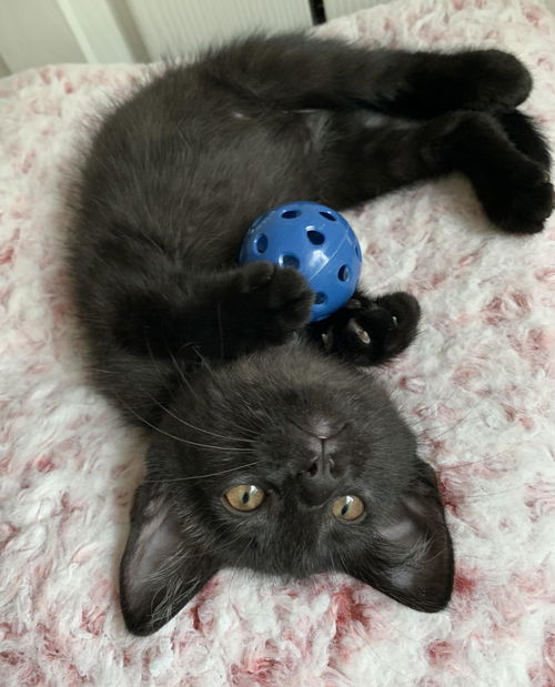 picture of the cat needing adoption