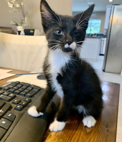 picture of the cat needing adoption