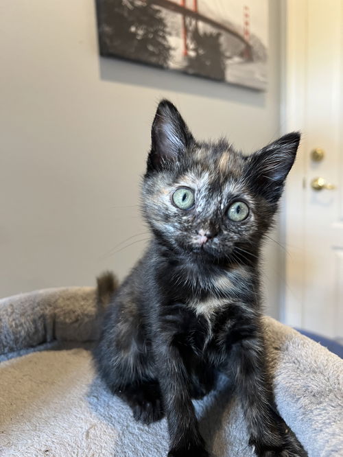 picture of the cat needing adoption