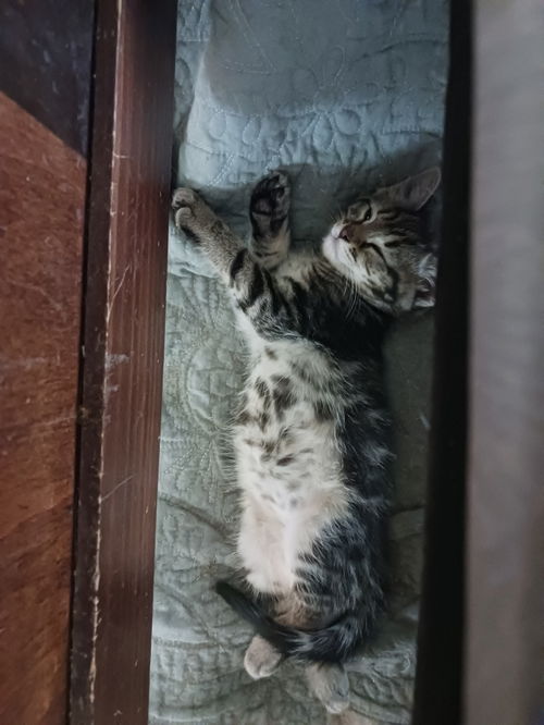 picture of the cat needing adoption