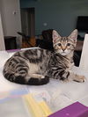 adoptable Cat in tampa, FL named Phoenix (8741)