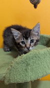 adoptable Cat in tampa, FL named Slade (3133)