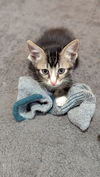 adoptable Cat in tampa, FL named Harvey (3121)