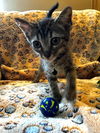adoptable Cat in tampa, FL named Lightning (1979)