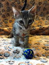 adoptable Cat in tampa, FL named Chet (9181)
