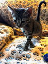 adoptable Cat in tampa, FL named Ned (5470)