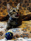 adoptable Cat in tampa, FL named Thunder (2627)
