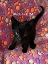 adoptable Cat in , FL named Black Jack (2569)