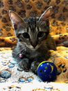 adoptable Cat in tampa, FL named Misty (8714)