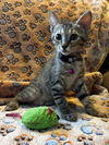 adoptable Cat in tampa, FL named Stormy (9245)