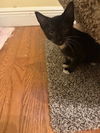 adoptable Cat in tampa, FL named Orzo (new)