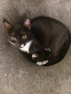 adoptable Cat in Tampa, FL named Quincy (3070)