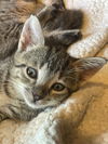 adoptable Cat in Tampa, FL named Tyson (3125)