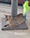 adoptable Cat in Tampa, FL named Brooklyn