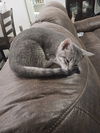 adoptable Cat in Tampa, FL named Queens