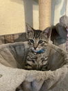 adoptable Cat in Tampa, FL named Elvis (6991)