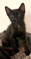 adoptable Cat in Tampa, FL named Ramen (2040)