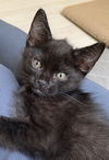 adoptable Cat in Tampa, FL named Wonton (2032)