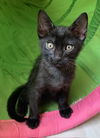 adoptable Cat in Tampa, FL named Tofu (2039)