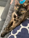 adoptable Cat in  named Soba (6420)