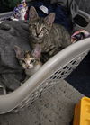 adoptable Cat in Tampa, FL named Butter (7763)
