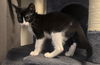 adoptable Cat in Tampa, FL named Snowy (8427)
