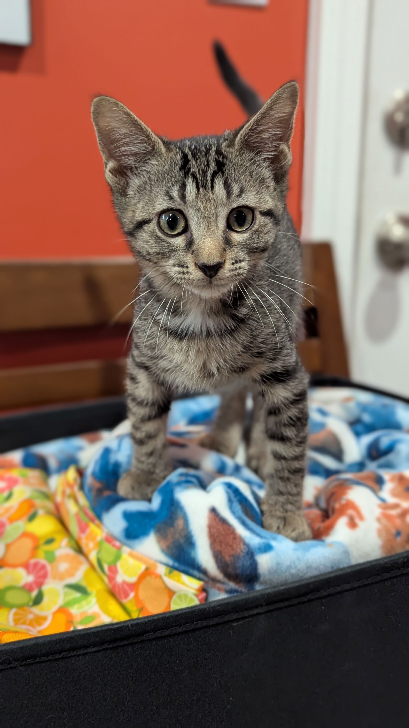 adoptable Cat in Tampa, FL named Jasper (3073)
