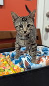 adoptable Cat in Tampa, FL named Jasper (3073)